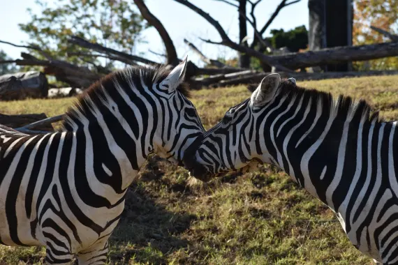 Casino Sticky Wilds Tugi